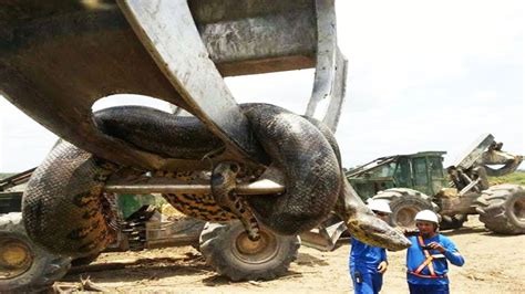 largest anaconda found.